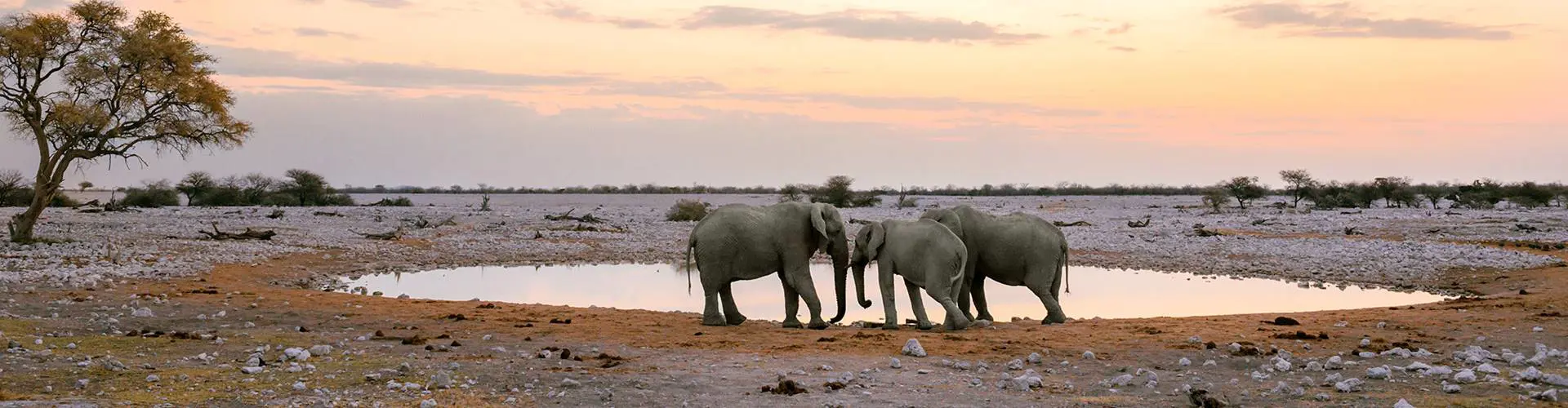 Elephants drinking in Namibia