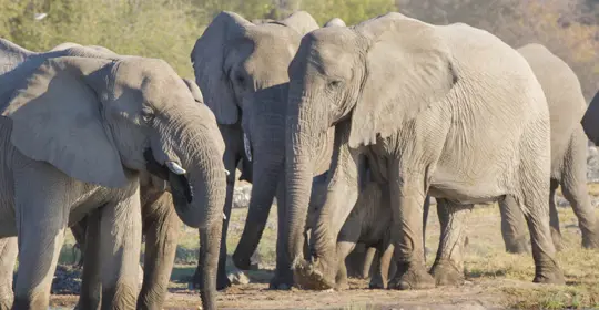 South Africa Elephants