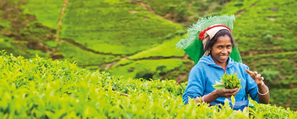 Sri Lanka Tea Plantation