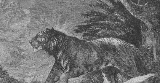 india carousel rgs 6.jpg