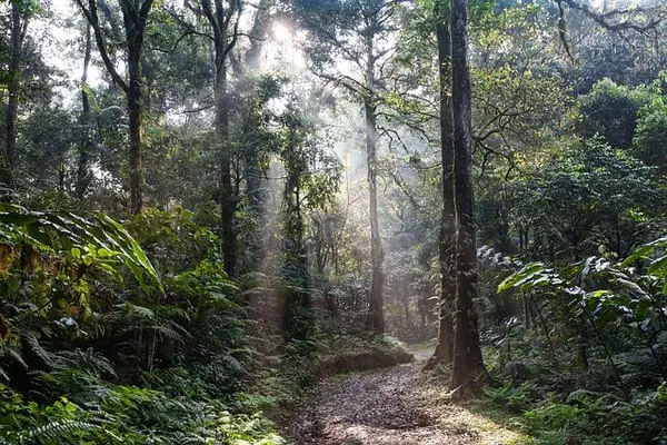 tropical rainforest 